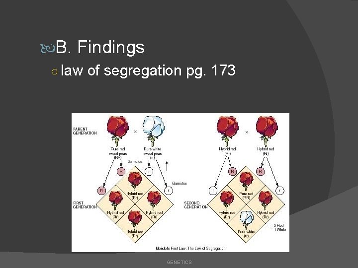  B. Findings ○ law of segregation pg. 173 GENETICS 