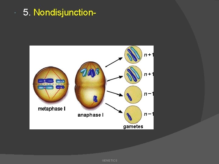  5. Nondisjunction- GENETICS 