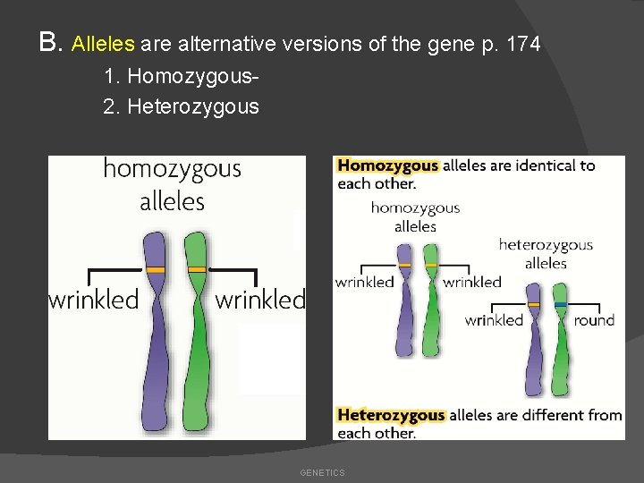 B. Alleles are alternative versions of the gene p. 174 1. Homozygous 2. Heterozygous
