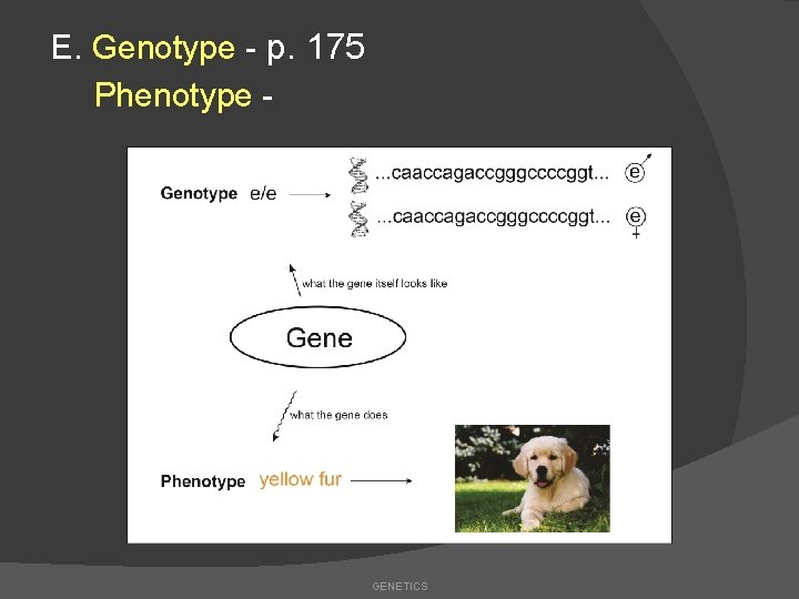 E. Genotype - p. 175 Phenotype - GENETICS 