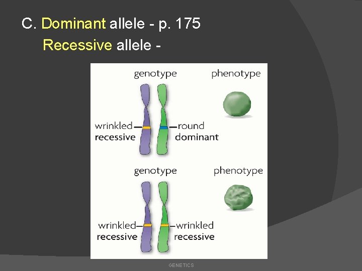 C. Dominant allele - p. 175 Recessive allele - GENETICS 