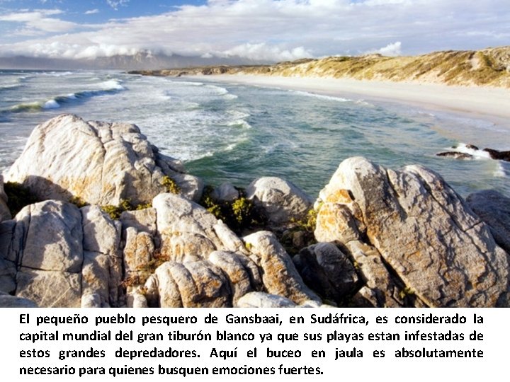 El pequeño pueblo pesquero de Gansbaai, en Sudáfrica, es considerado la capital mundial del El pequeño pueblo pesquero de Gansbaai, en Sudáfrica, es considerado la capital mundial del
