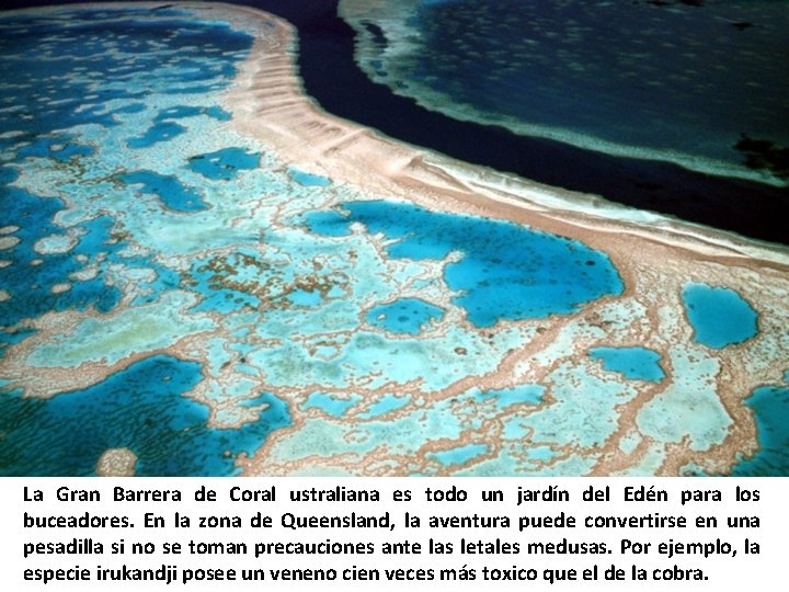 La Gran Barrera de Coral ustraliana es todo un jardín del Edén para los