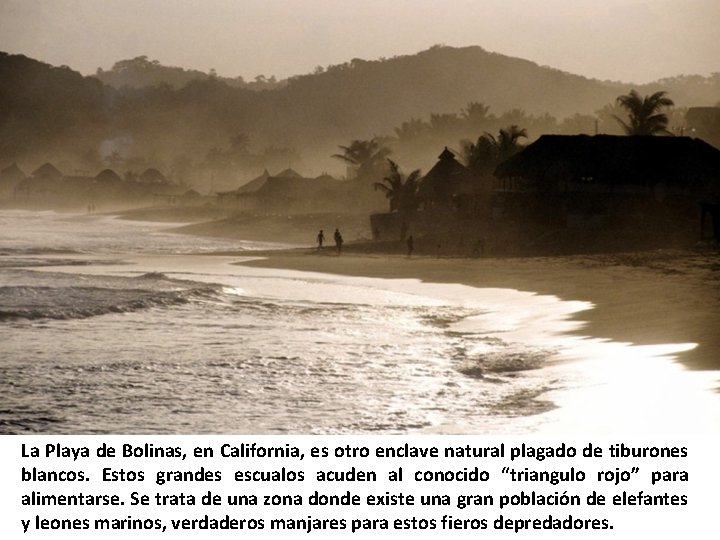 La Playa de Bolinas, en California, es otro enclave natural plagado de tiburones blancos.