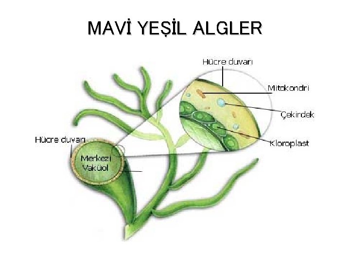 MAVİ YEŞİL ALGLER 