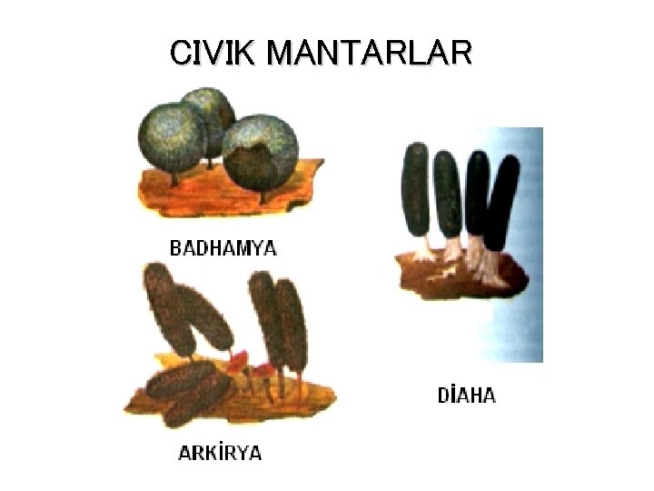 CIVIK MANTARLAR 