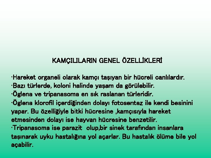 KAMÇILILARIN GENEL ÖZELLİKLERİ • Hareket organeli olarak kamçı taşıyan bir hücreli canlılardır. • Bazı