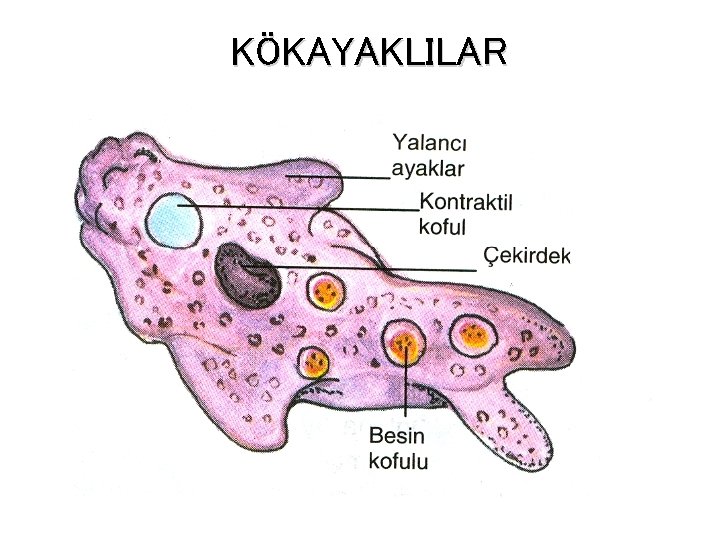 KÖKAYAKLILAR 