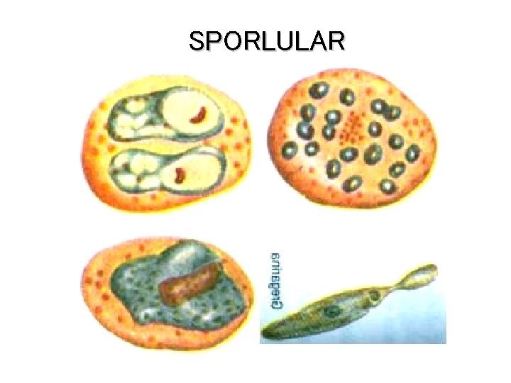 SPORLULAR 