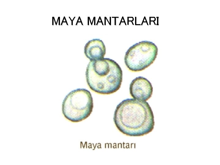 MAYA MANTARLARI 