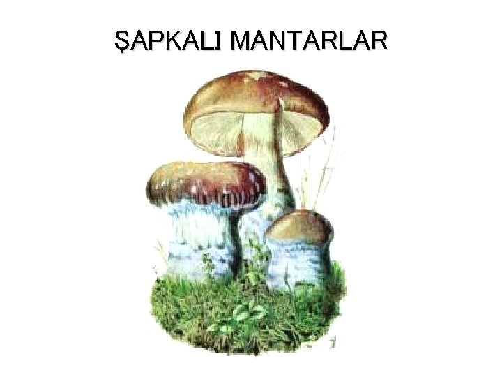 ŞAPKALI MANTARLAR 