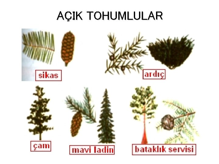 AÇIK TOHUMLULAR 