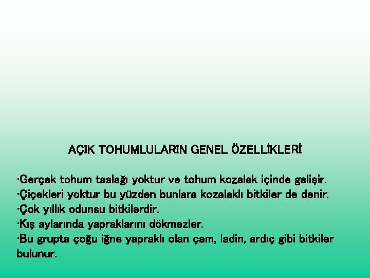 AÇIK TOHUMLULARIN GENEL ÖZELLİKLERİ • Gerçek tohum taslağı yoktur ve tohum kozalak içinde gelişir.