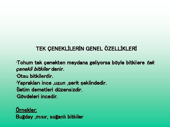 TEK ÇENEKLİLERİN GENEL ÖZELLİKLERİ • Tohum tek çenekten meydana geliyorsa böyle bitkilere tek çenekli