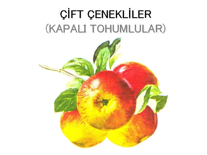 ÇİFT ÇENEKLİLER (KAPALI TOHUMLULAR) 