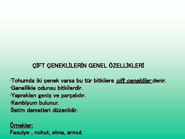 ÇİFT ÇENEKLİLERİN GENEL ÖZELLİKLERİ • Tohumda iki çenek varsa bu tür bitkilere çift çenekliler