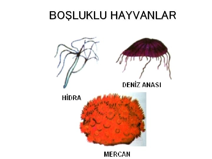 BOŞLUKLU HAYVANLAR 