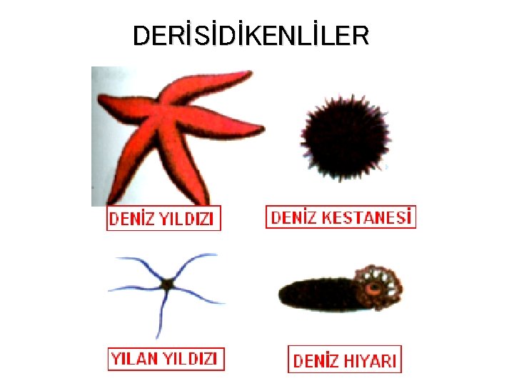 DERİSİDİKENLİLER 