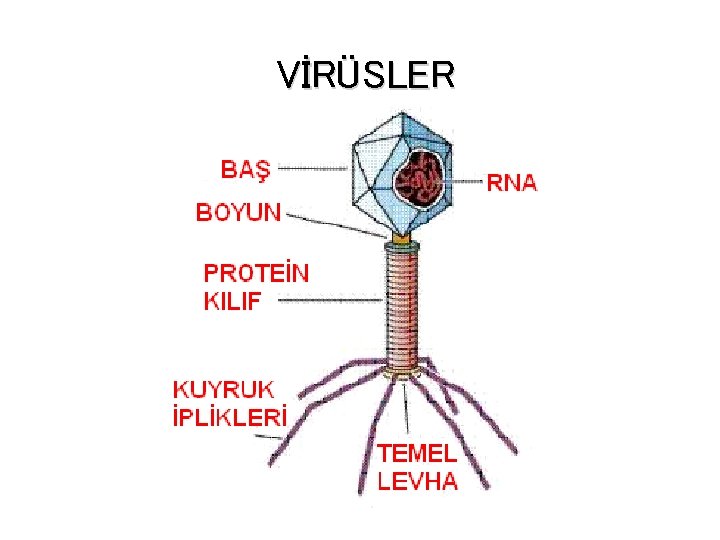 VİRÜSLER 