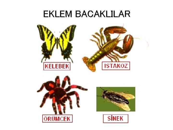 EKLEM BACAKLILAR 