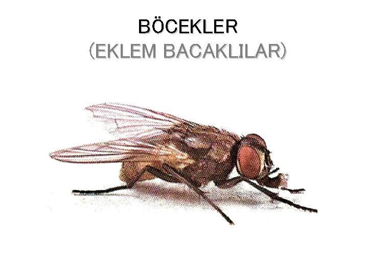 BÖCEKLER (EKLEM BACAKLILAR) 