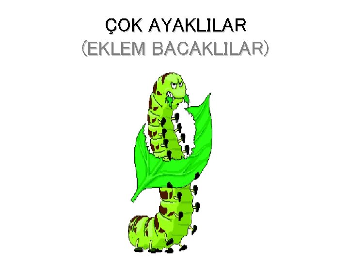 ÇOK AYAKLILAR (EKLEM BACAKLILAR) 