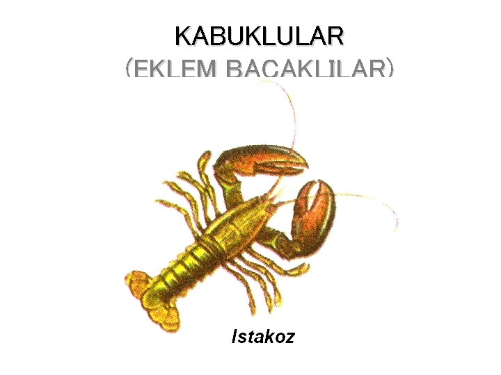 KABUKLULAR (EKLEM BACAKLILAR) 