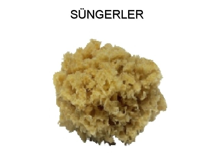 SÜNGERLER 