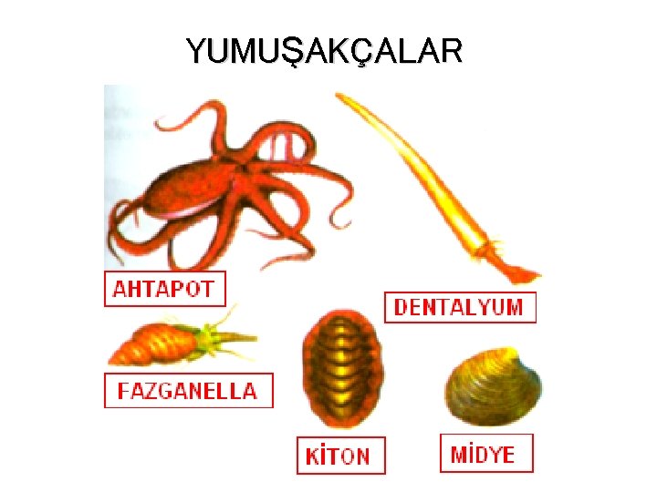 YUMUŞAKÇALAR 