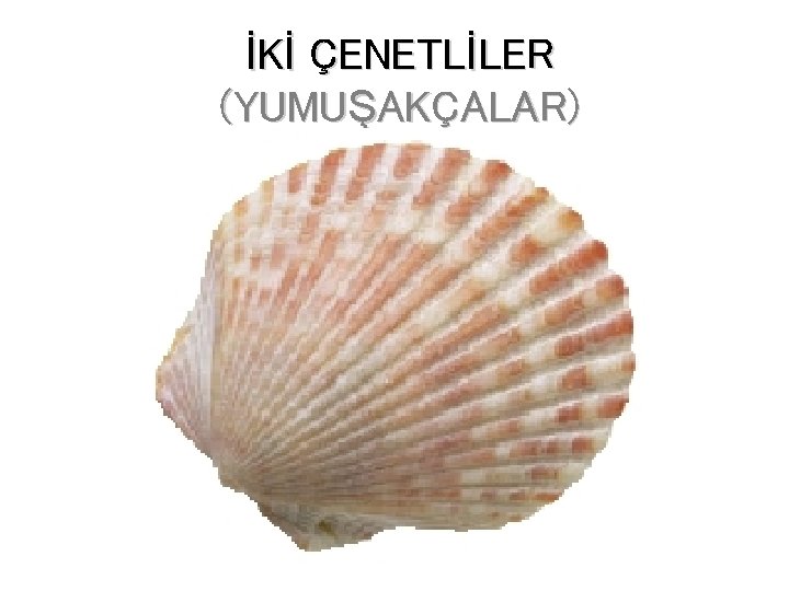 İKİ ÇENETLİLER (YUMUŞAKÇALAR) 