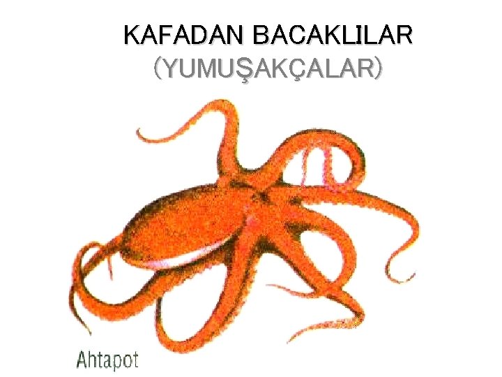 KAFADAN BACAKLILAR (YUMUŞAKÇALAR) 