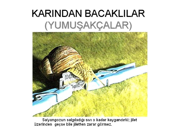 KARINDAN BACAKLILAR (YUMUŞAKÇALAR) 