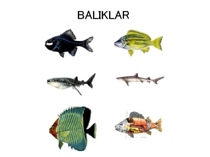 BALIKLAR 