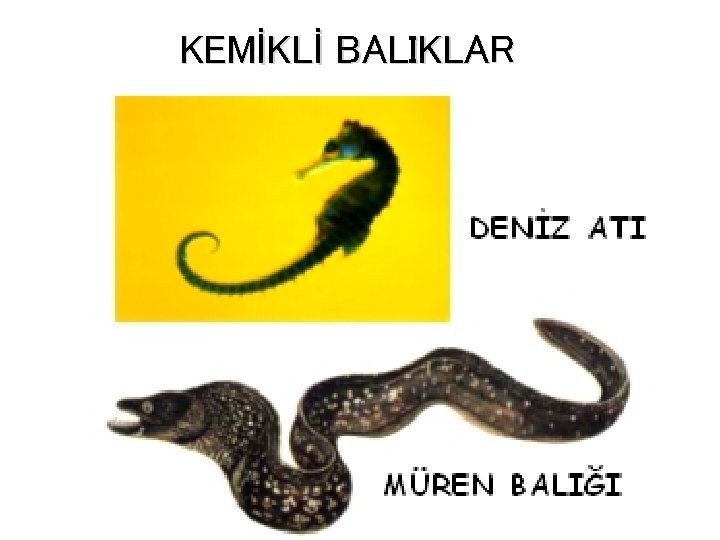 KEMİKLİ BALIKLAR 