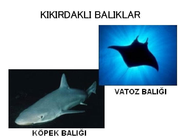 KIKIRDAKLI BALIKLAR 