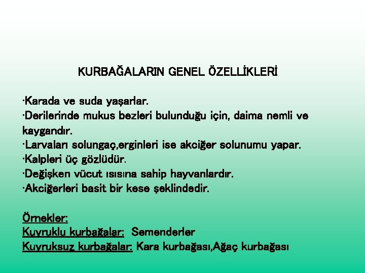 KURBAĞALARIN GENEL ÖZELLİKLERİ • Karada ve suda yaşarlar. • Derilerinde mukus bezleri bulunduğu için,