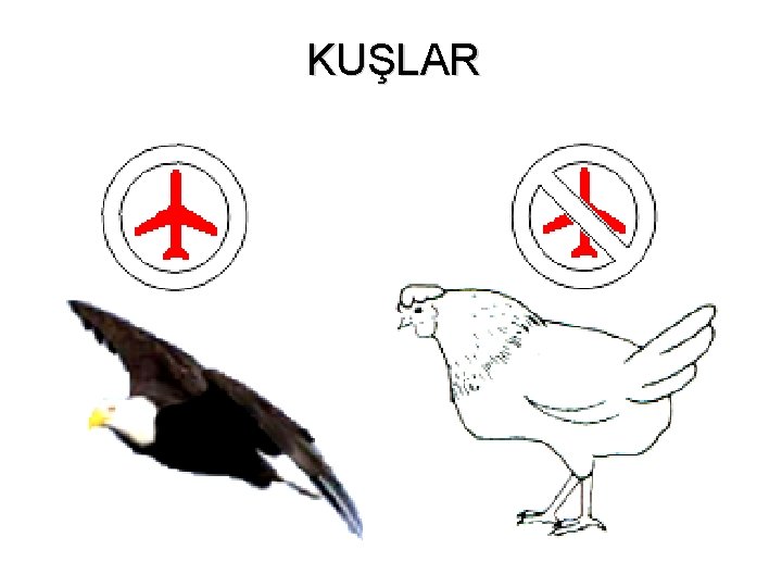 KUŞLAR 