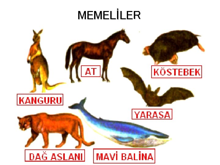 MEMELİLER 