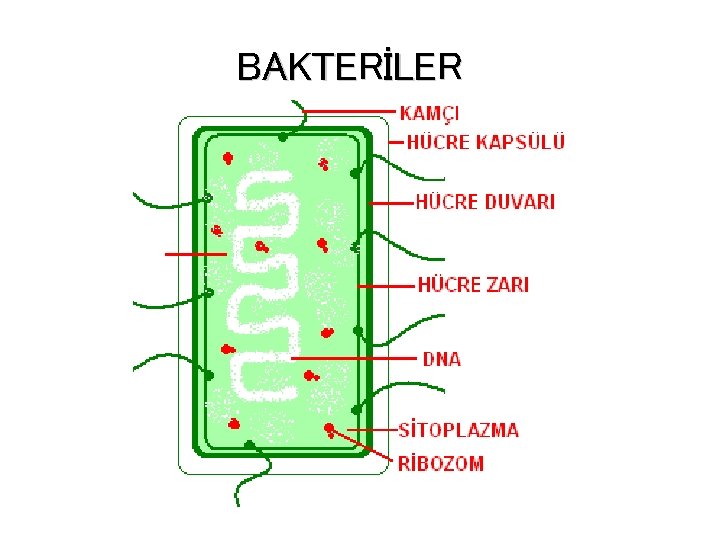 BAKTERİLER 