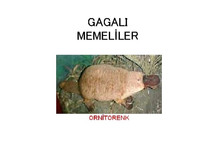 GAGALI MEMELİLER 