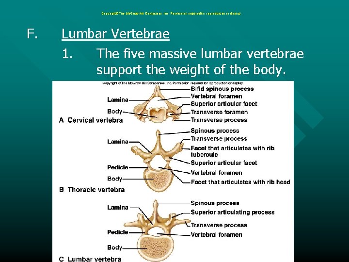 Copyright The Mc. Graw-Hill Companies, Inc. Permission required for reproduction or display. F. Lumbar