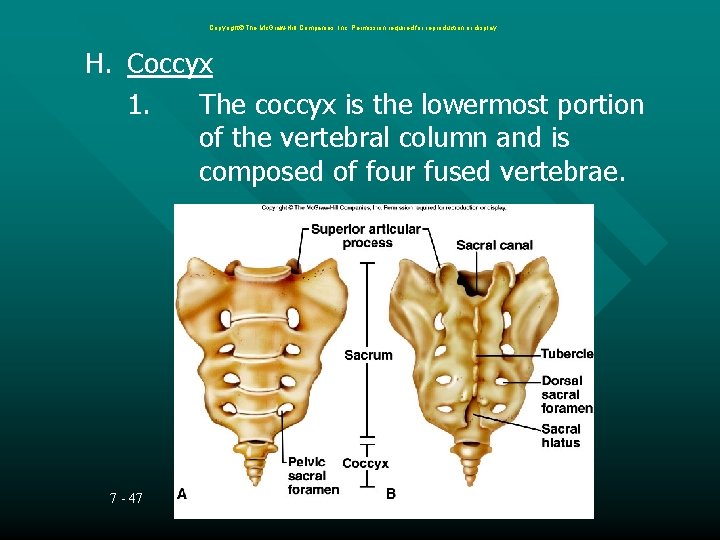 Copyright The Mc. Graw-Hill Companies, Inc. Permission required for reproduction or display. H. Coccyx