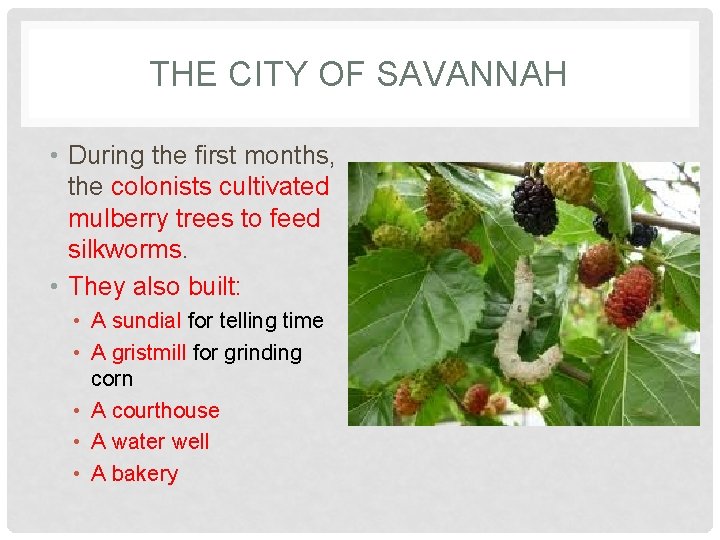 THE CITY OF SAVANNAH • During the first months, the colonists cultivated mulberry trees