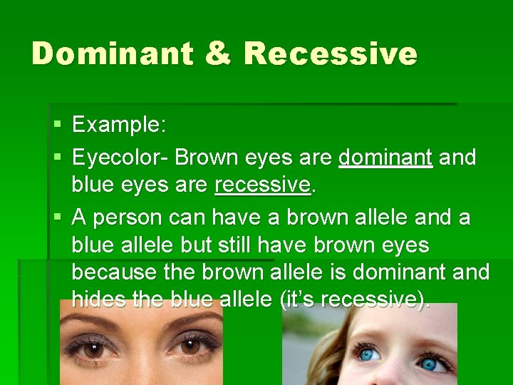 Dominant & Recessive § Example: § Eyecolor- Brown eyes are dominant and blue eyes