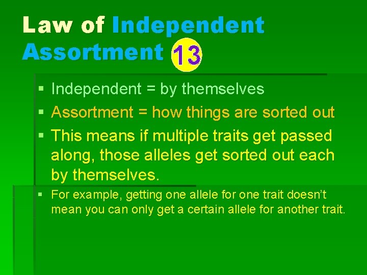 Law of Independent Assortment 13 § § § Independent = by themselves Assortment =