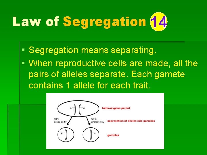 Law of Segregation 14 § Segregation means separating. § When reproductive cells are made,