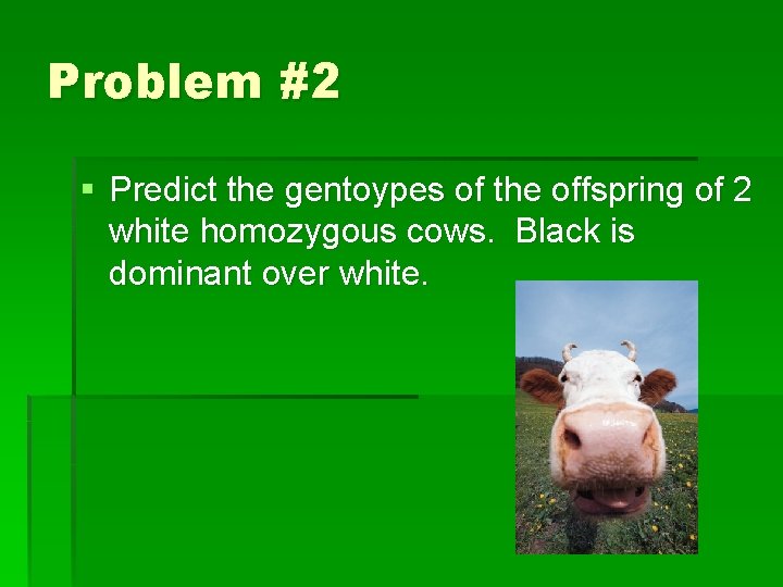 Problem #2 § Predict the gentoypes of the offspring of 2 white homozygous cows.