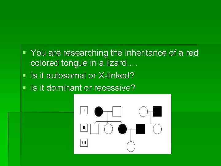 § You are researching the inheritance of a red colored tongue in a lizard….