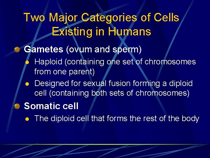 Two Major Categories of Cells Existing in Humans Gametes (ovum and sperm) l l