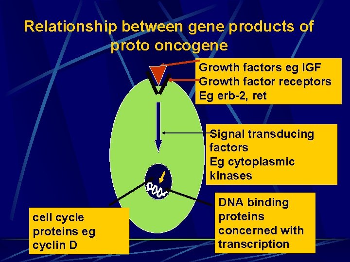 Relationship between gene products of proto oncogene Growth factors eg IGF Growth factor receptors